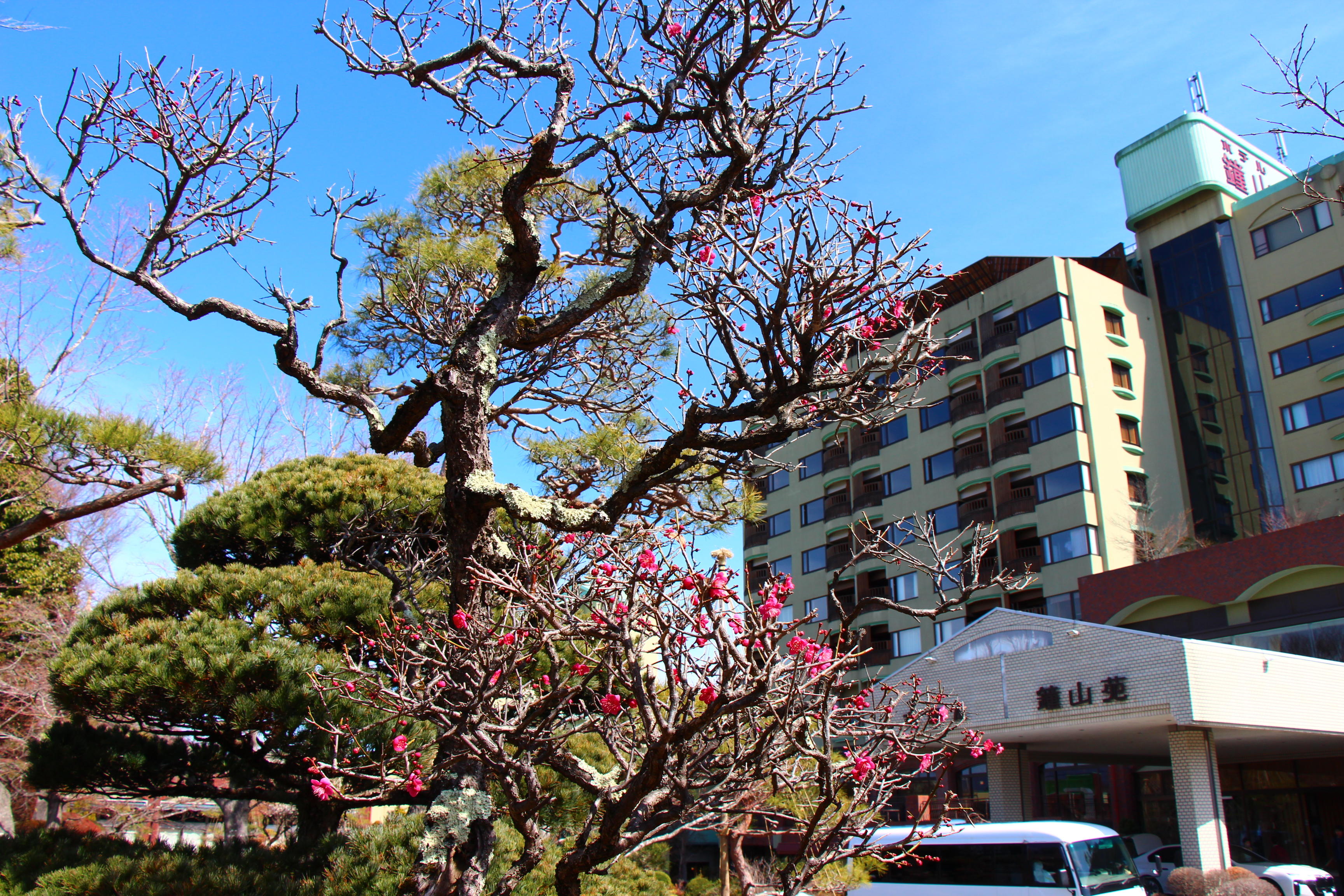 2026年庭園の梅・桜開花情報№1｜新着情報｜富士山の見える温泉旅館